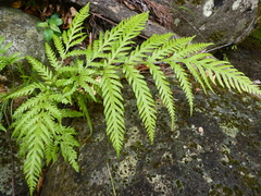 Pteris berteroana