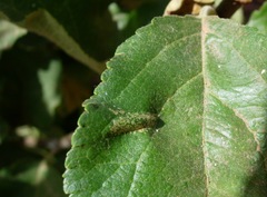 Phyllonorycter blancardella