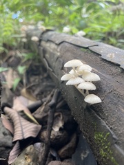 Favolaschia manipularis