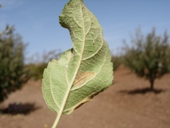 Phyllonorycter blancardella
