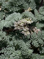 Cymopterus aboriginum