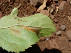 Phyllonorycter blancardella