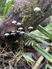 Favolaschia manipularis