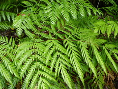 Pteris berteroana