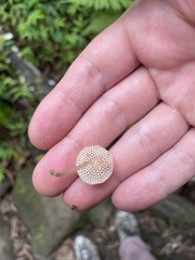 Favolaschia manipularis