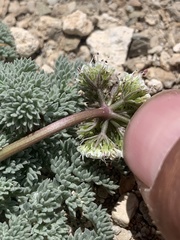 Cymopterus aboriginum
