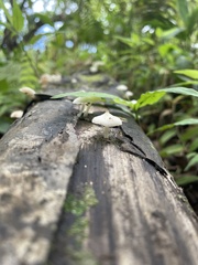Favolaschia manipularis