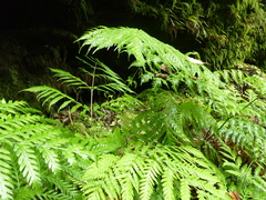 Pteris berteroana