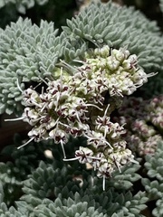 Cymopterus aboriginum