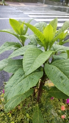Magnoliopsida