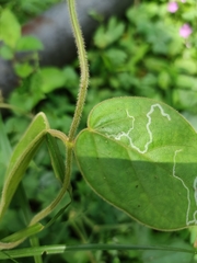 Vincetoxicum hirsutum