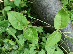 Vincetoxicum hirsutum