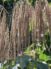 Miscanthus sinensis