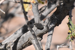 Chrysobothris edwardsii