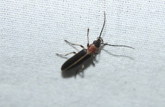 Oxycopis