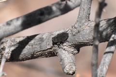 Chrysobothris edwardsii