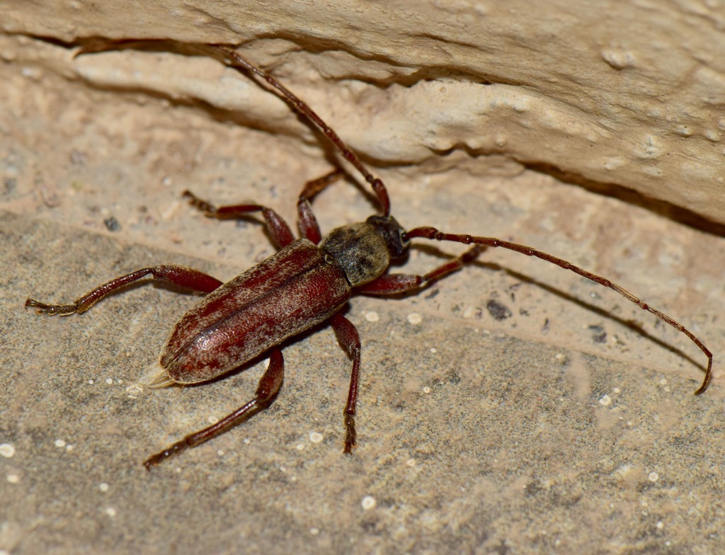 Anelaphus badius