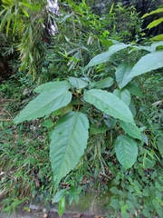 Ficus variegata garciae