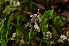 Heliothis proruptus