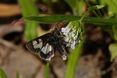 Heliothis proruptus