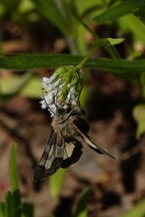 Heliothis proruptus