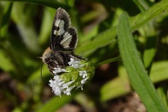 Heliothis proruptus