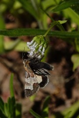 Heliothis proruptus