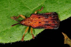 Baliosus nervosus