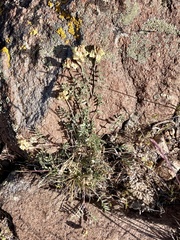 Astragalus obscurus