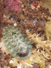 Rhyssoplax stangeri