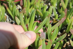 ×carpophyma mutabilis