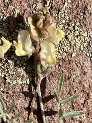 Astragalus obscurus