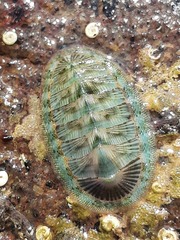 Rhyssoplax stangeri