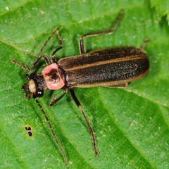 Podabrus brevicollis