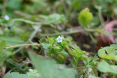 Bothriospermum zeylanicum