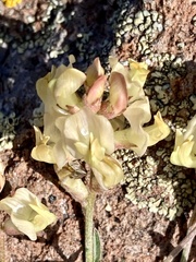 Astragalus obscurus