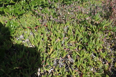×carpophyma mutabilis
