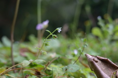 Bothriospermum zeylanicum