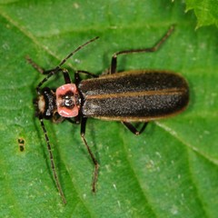 Podabrus brevicollis