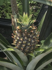 Ananas comosus comosus