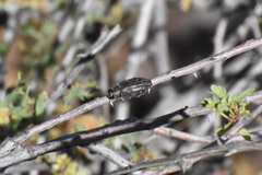 Chrysobothris edwardsii