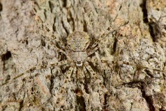 Neotama mexicana