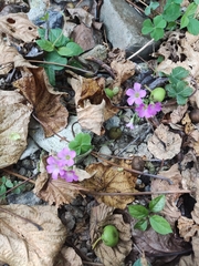 Oxalis