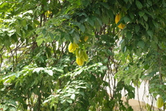 Averrhoa carambola