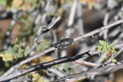 Chrysobothris edwardsii