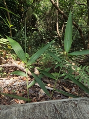 Poaceae