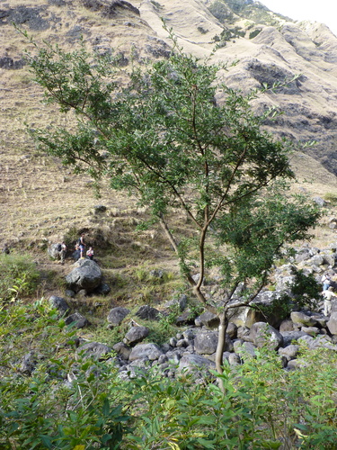 Masafuera Sophora (Sophora masafuerana)