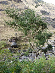 Sophora masafuerana