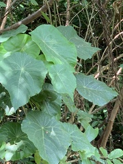 Macaranga