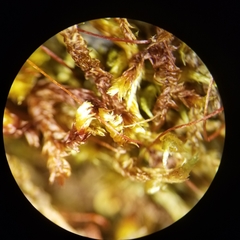 Sematophyllum demissum